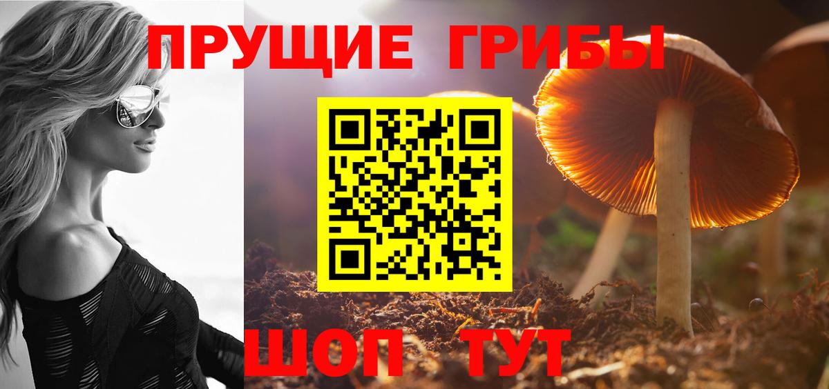 Галлюциногенные грибы Psilocybine cubensis Лысьва